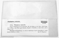 Berkeleyomyces basicola image